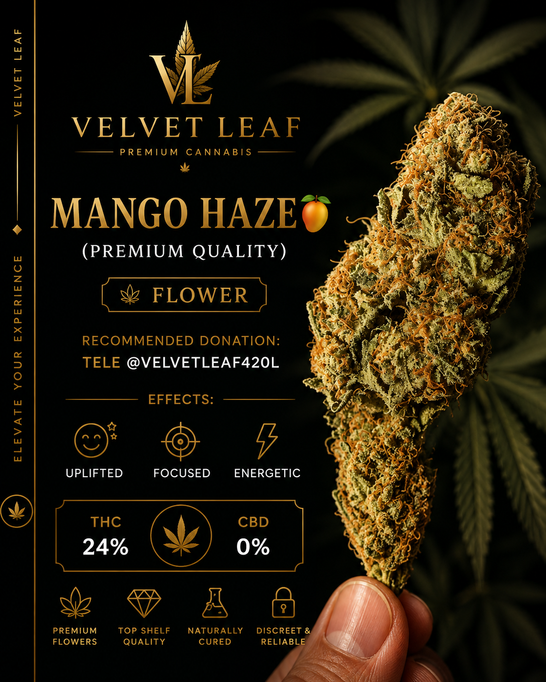 Mango Haze